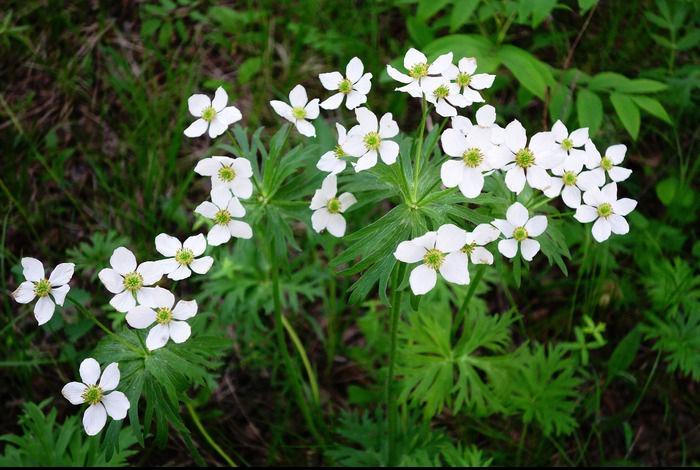 草玉梅(毛茛科銀蓮花屬多年生草本植物)