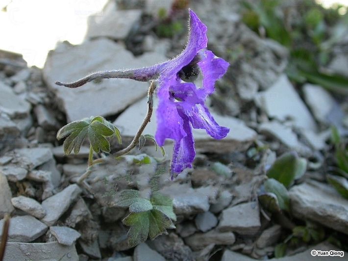 軟葉翠雀花