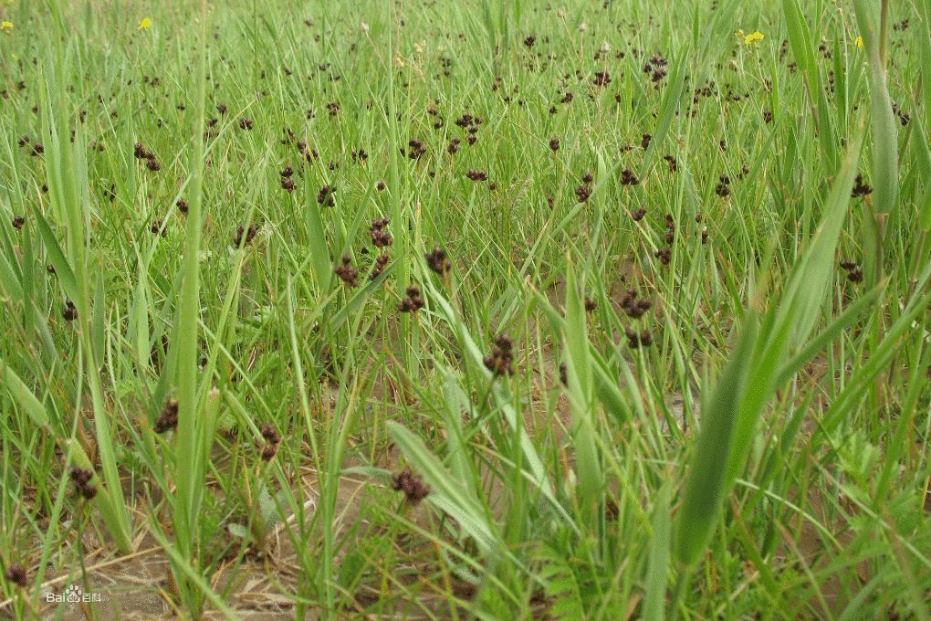 擬根狀花苔草