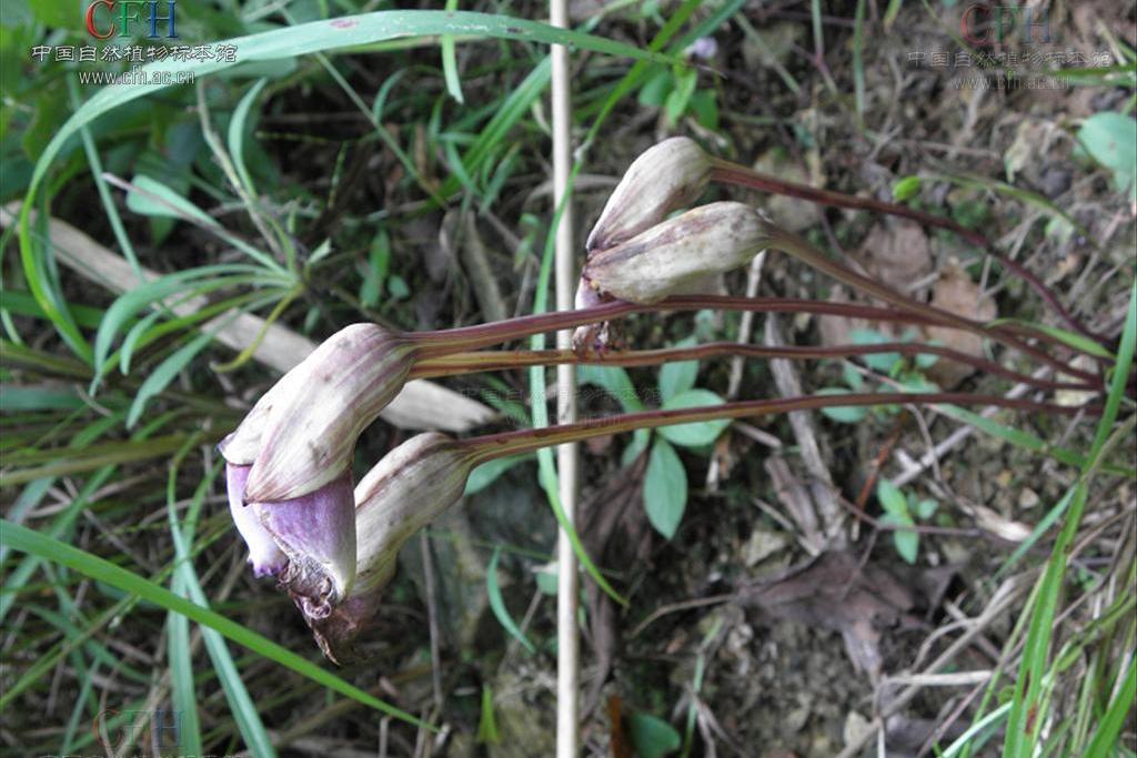 短梗野菰