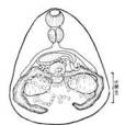巨咽馬蹄吸蟲