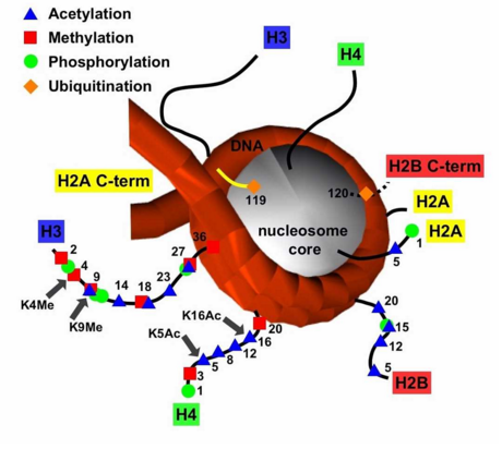 組蛋白修飾