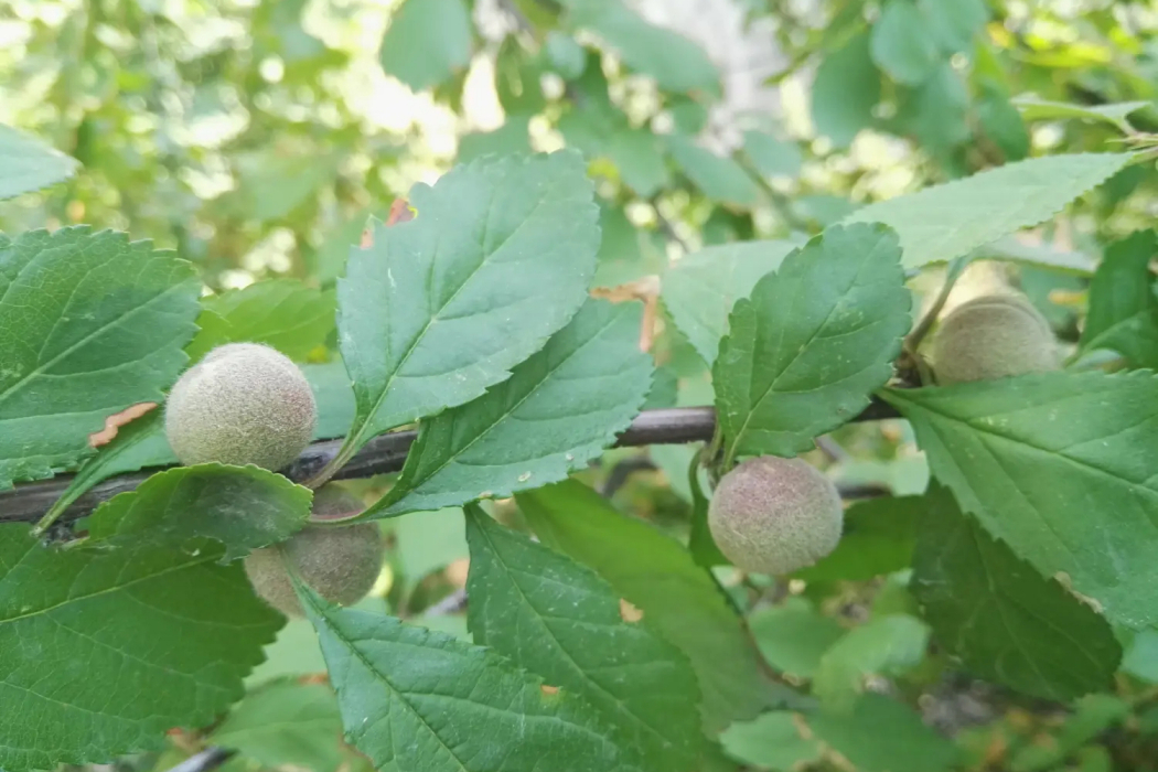 長柄扁桃豐產優株116號