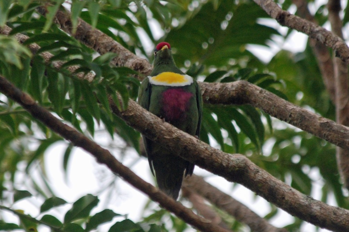 白胸果鳩