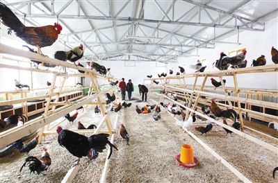 確布鄉林下藏雪雞養殖基地雞舍一角