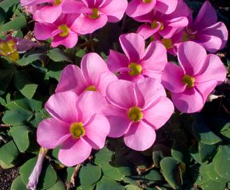 芙蓉酢漿草（Oxalis purpurea）