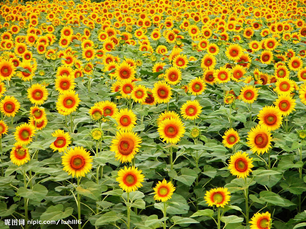 太陽花