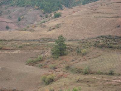 上柳坪村山地