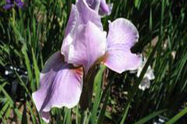 Iris \x27Pink Haze\x27