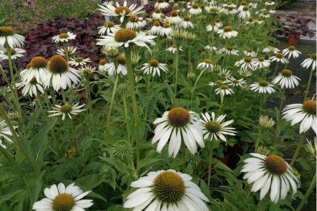 Echinacea purpurea \x27Primadonna White\x27