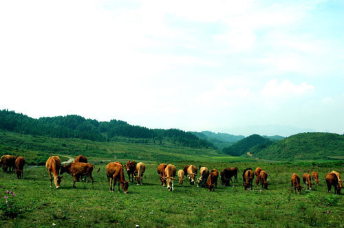 晴隆縣(晴隆)