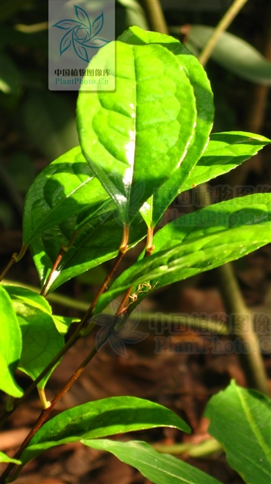 弄崗金花茶