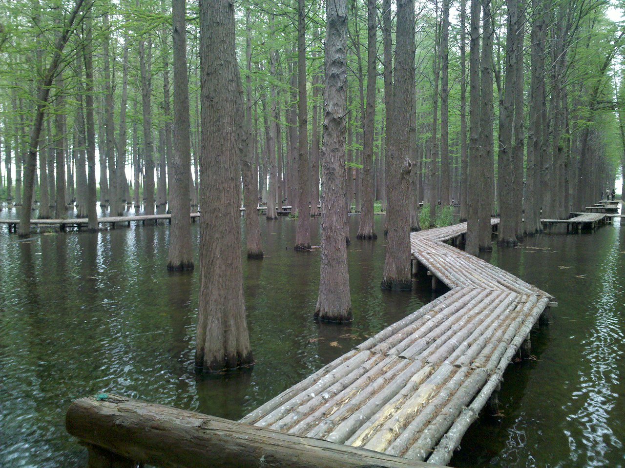 興化水上森林公園(李中水上森林)