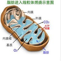 左旋肉鹼減肥原理