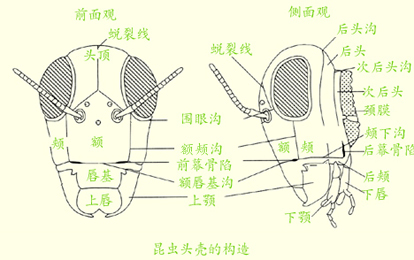 昆蟲頭顱的構造