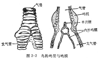 鳴管