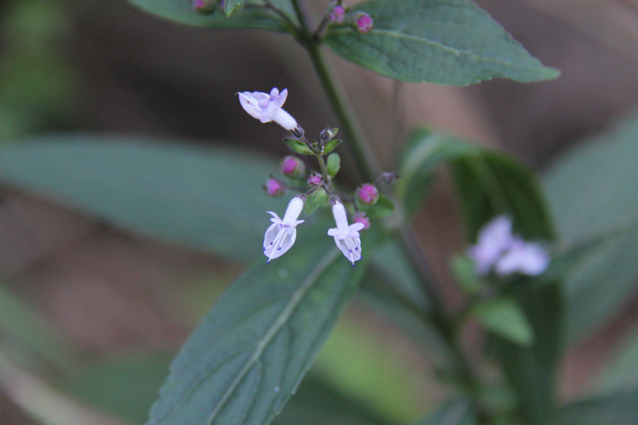 香茶菜