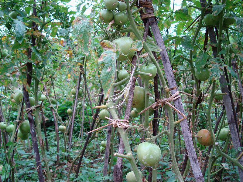 西紅柿種植