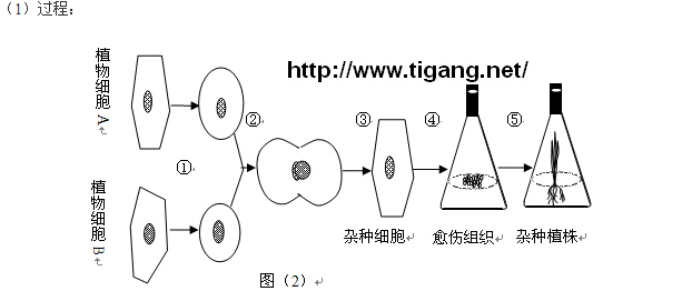 植物體細胞雜交技術