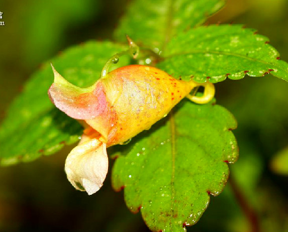 米林鳳仙花