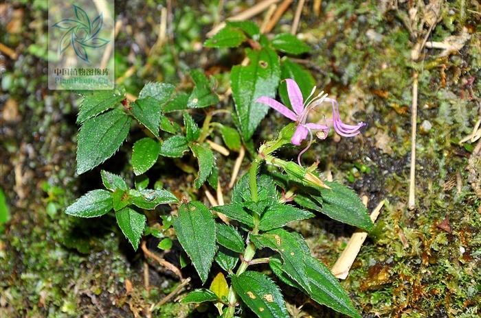 短葶無距花