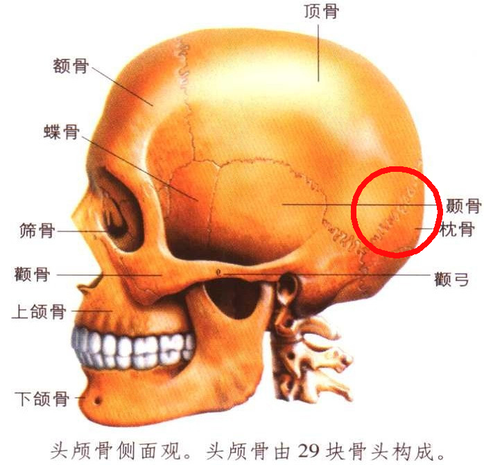 人字縫