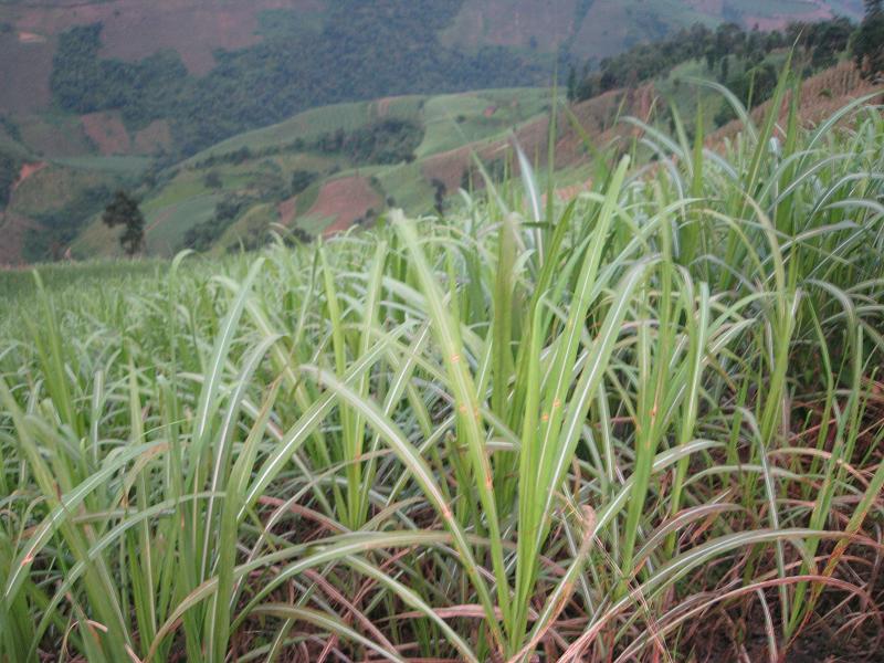 蟲窩樹自然村甘蔗種植業