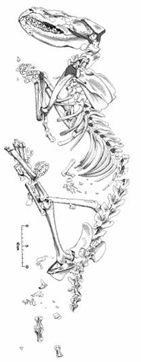 南美袋犬骨骼描摹圖