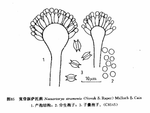 寬脊新薩托菌