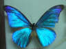 藍默蝶是非常罕見的一種蝴蝶，