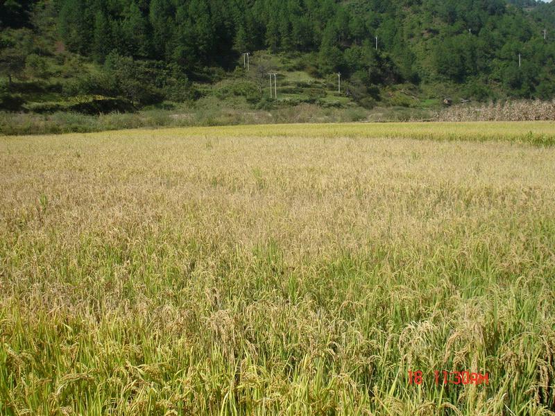 大壩興自然村特色產業-水稻種植