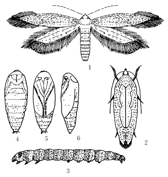 杏白帶麥蛾 1-2.成蟲 3.幼蟲 4-6.蛹