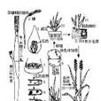 倍數性育種