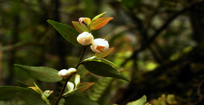 荔波連蕊茶