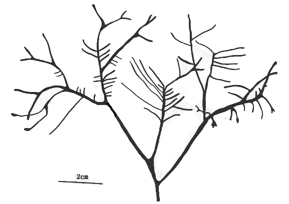 匍匐擬石花的藻體外形