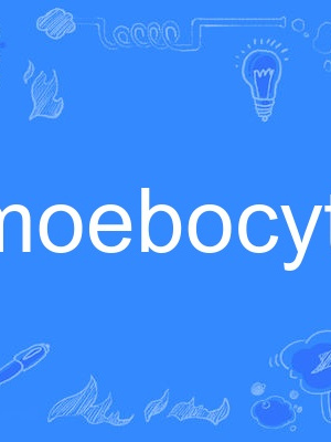 amoebocyte