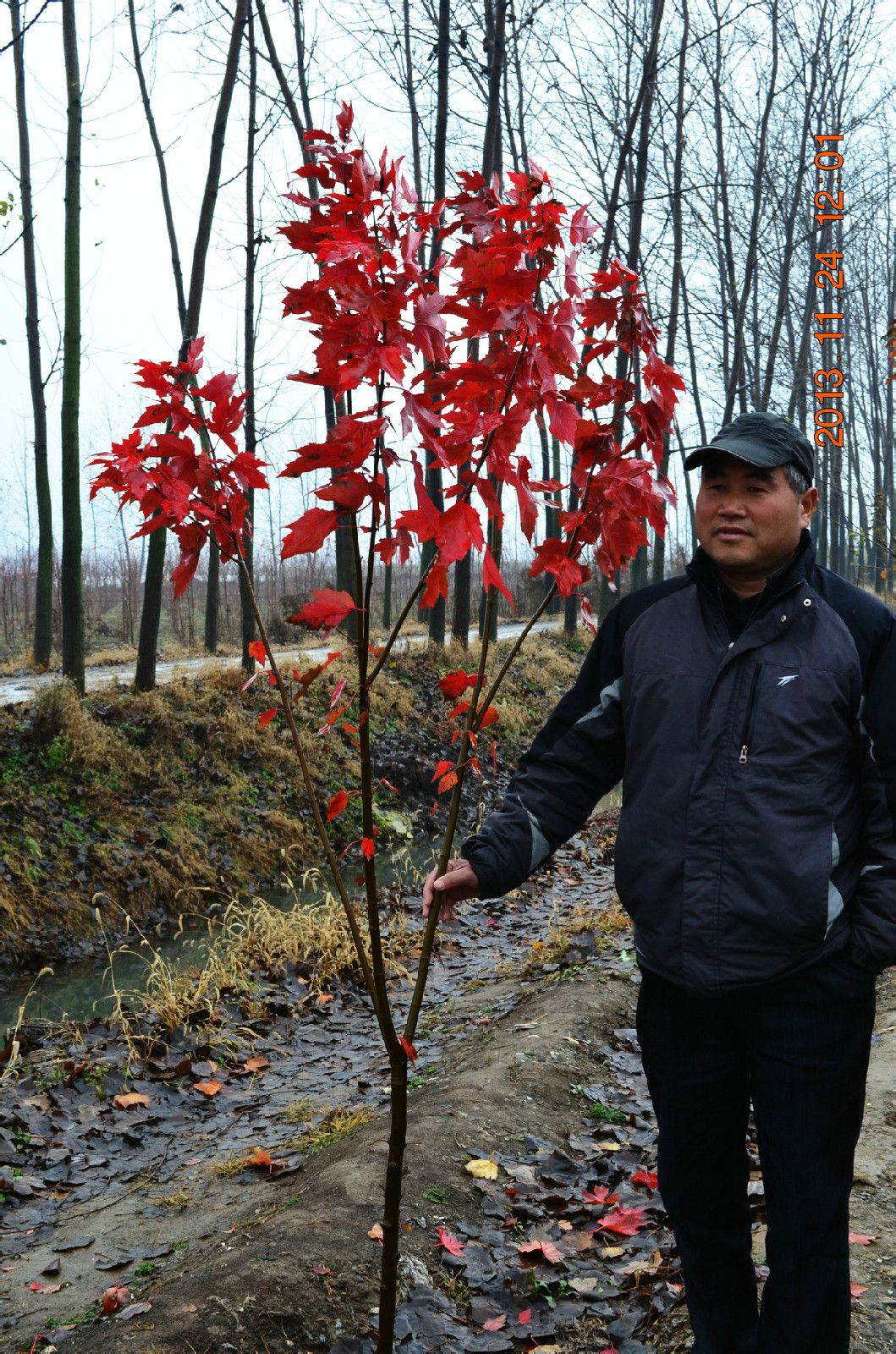 紅冠紅楓的引種者禚洪茂