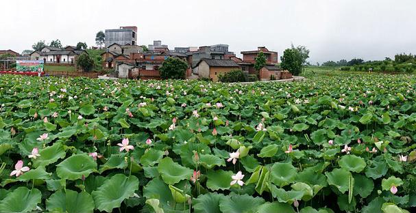 四季花田