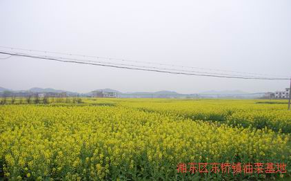 萍鄉市湘東區東橋鎮油菜基地