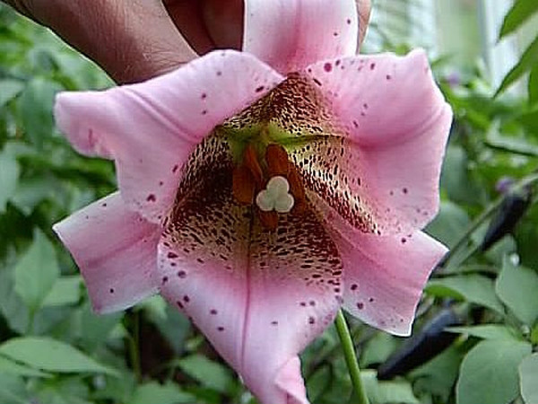 紫紅花滇百合（變種）