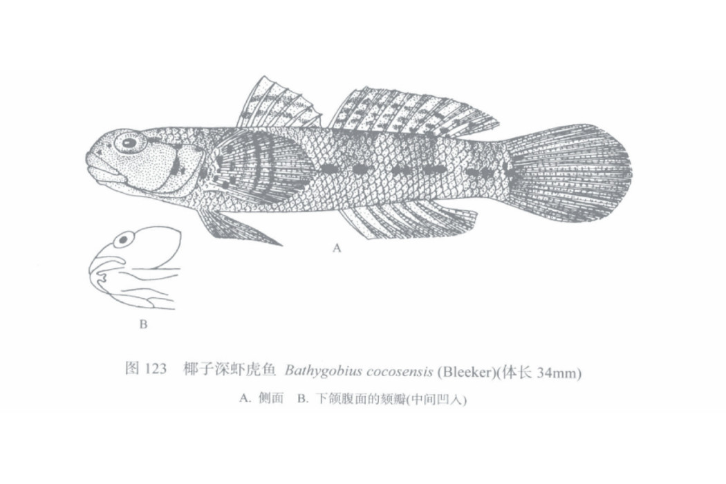 椰子深蝦虎魚