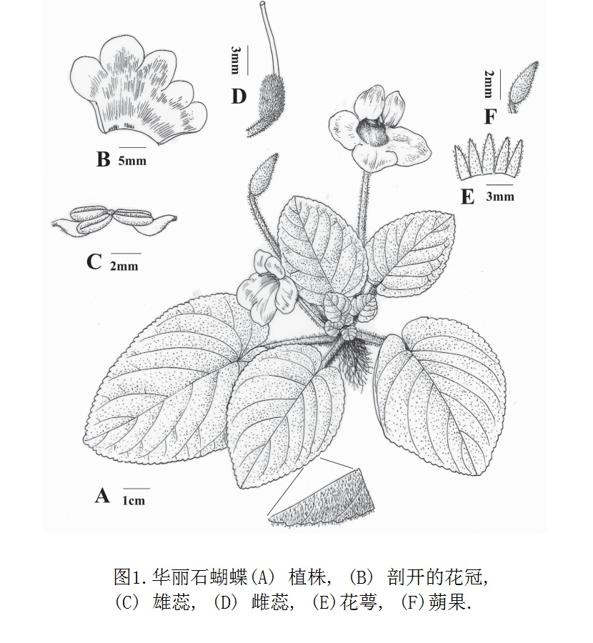 華麗石蝴蝶