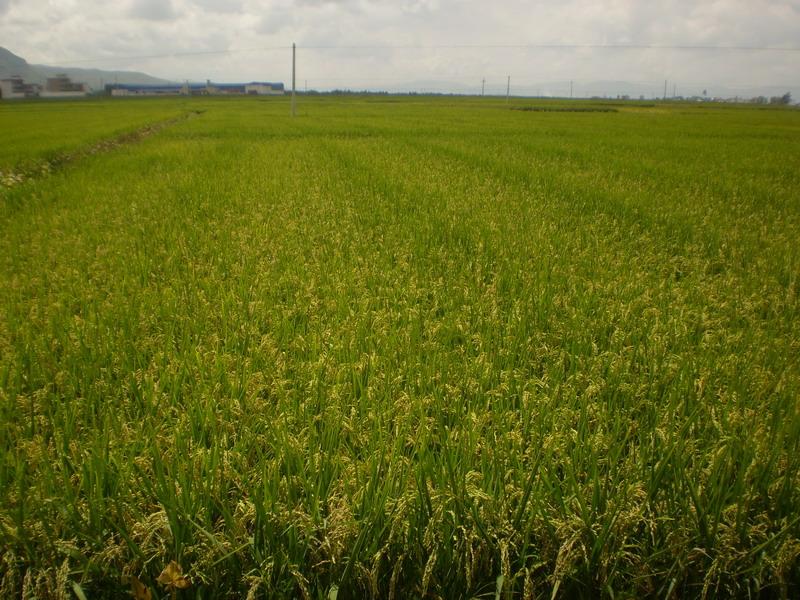 八大營村水稻種植業