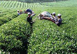 河西園茶(河西圓茶)