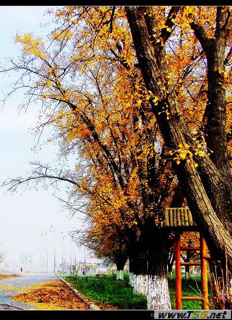 古銀杏森林公園