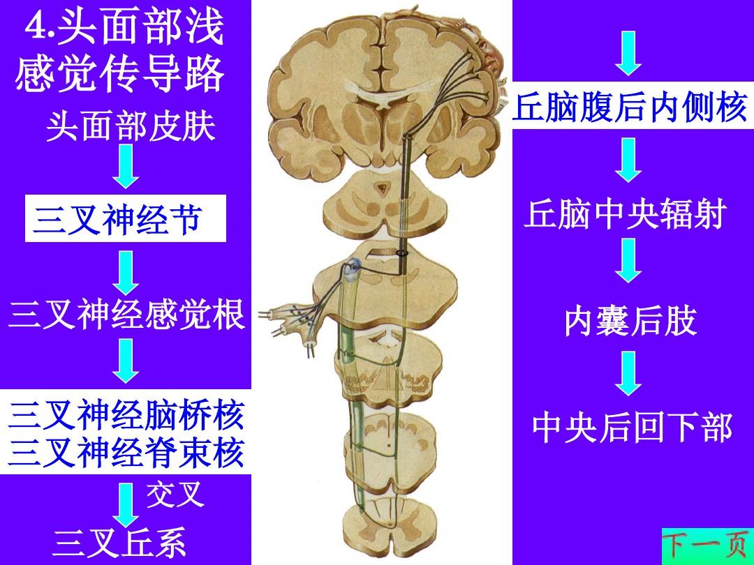 淺部感覺