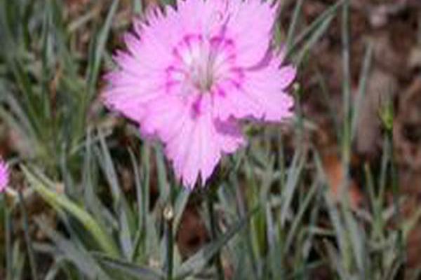 Dianthus \x27Bewitched\x27