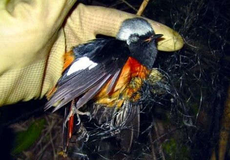 2014年中國販賣野鳥事件