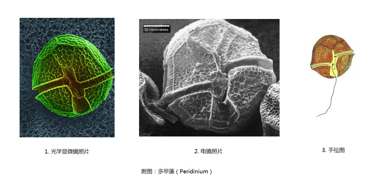 多甲藻 Peridinium