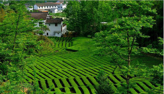 江塝茶園